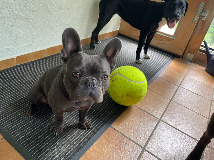 Lynn & Co | Reuze Tennis Bal